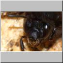 Anthophora plumipes - Pelzbiene w06d.jpg